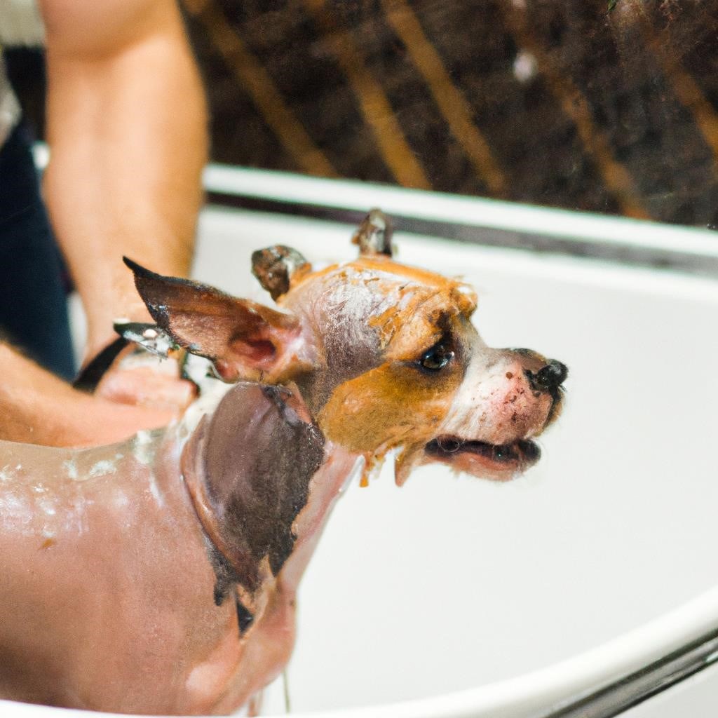 Подготовка и техника купания собак